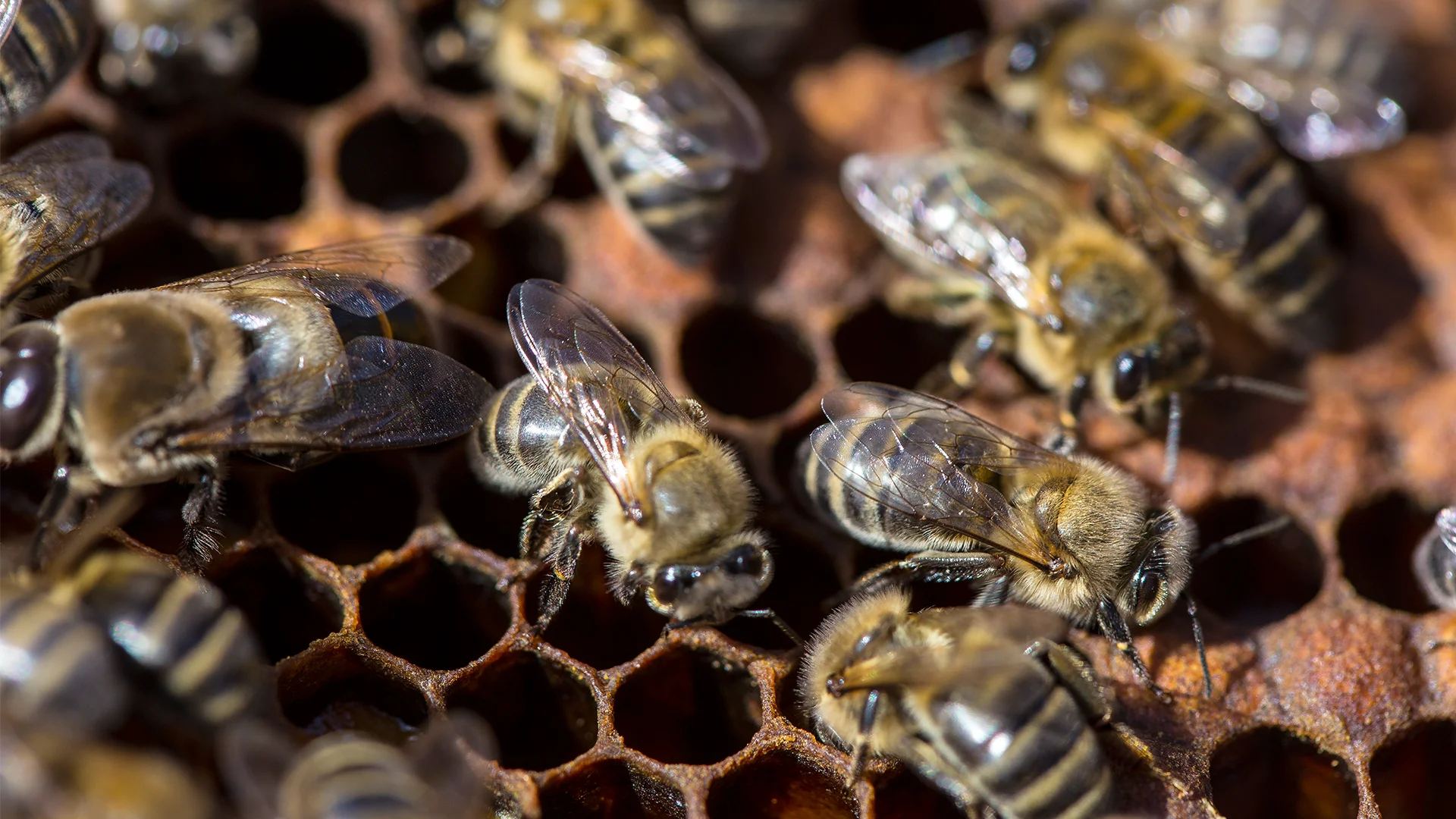 Api Agriturismo Bergi