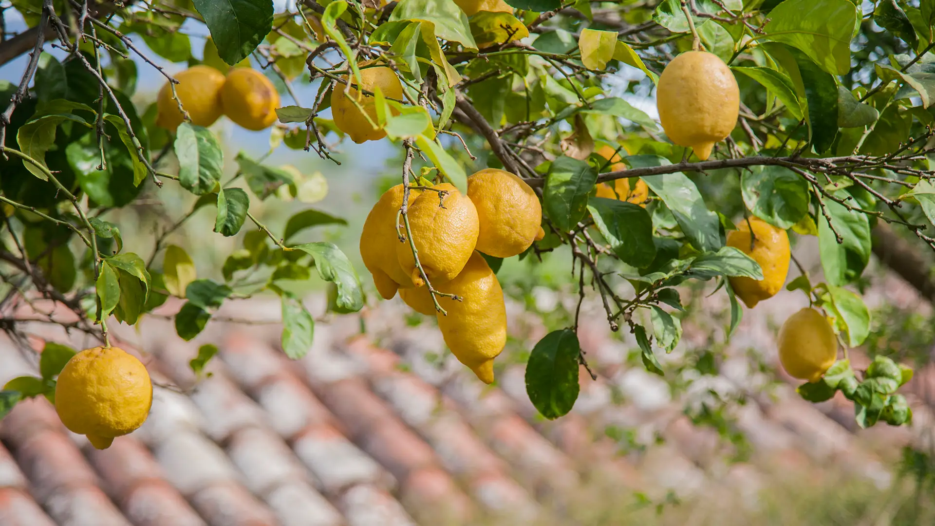 Le vie della Zagara Esperienze Agriturismo Bergi